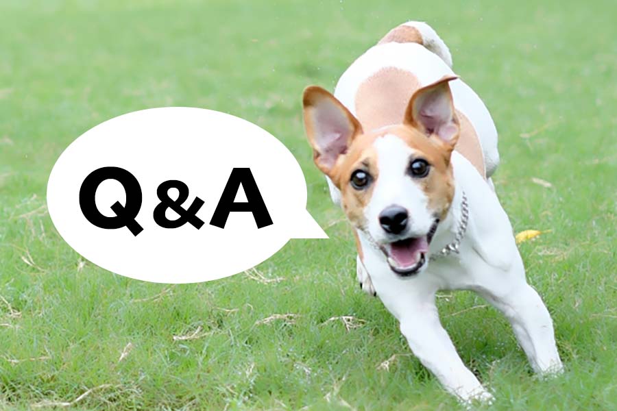 Q&A（よくある質問）